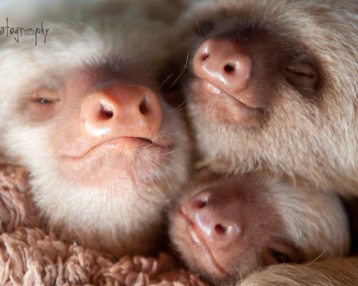 Kermie and Pelota sloths