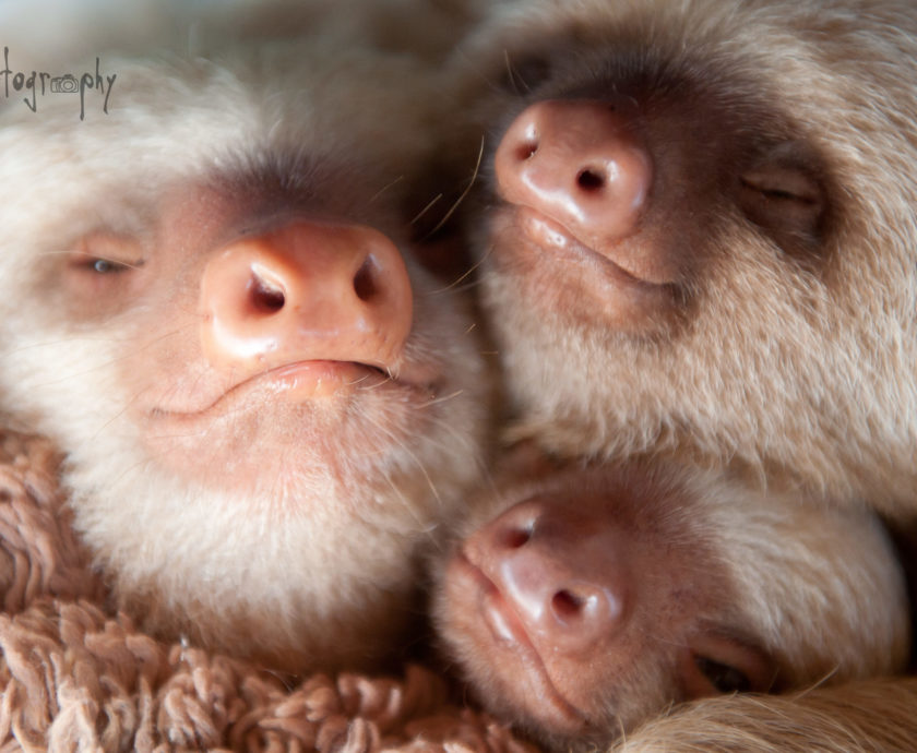 Kermie and Pelota sloths