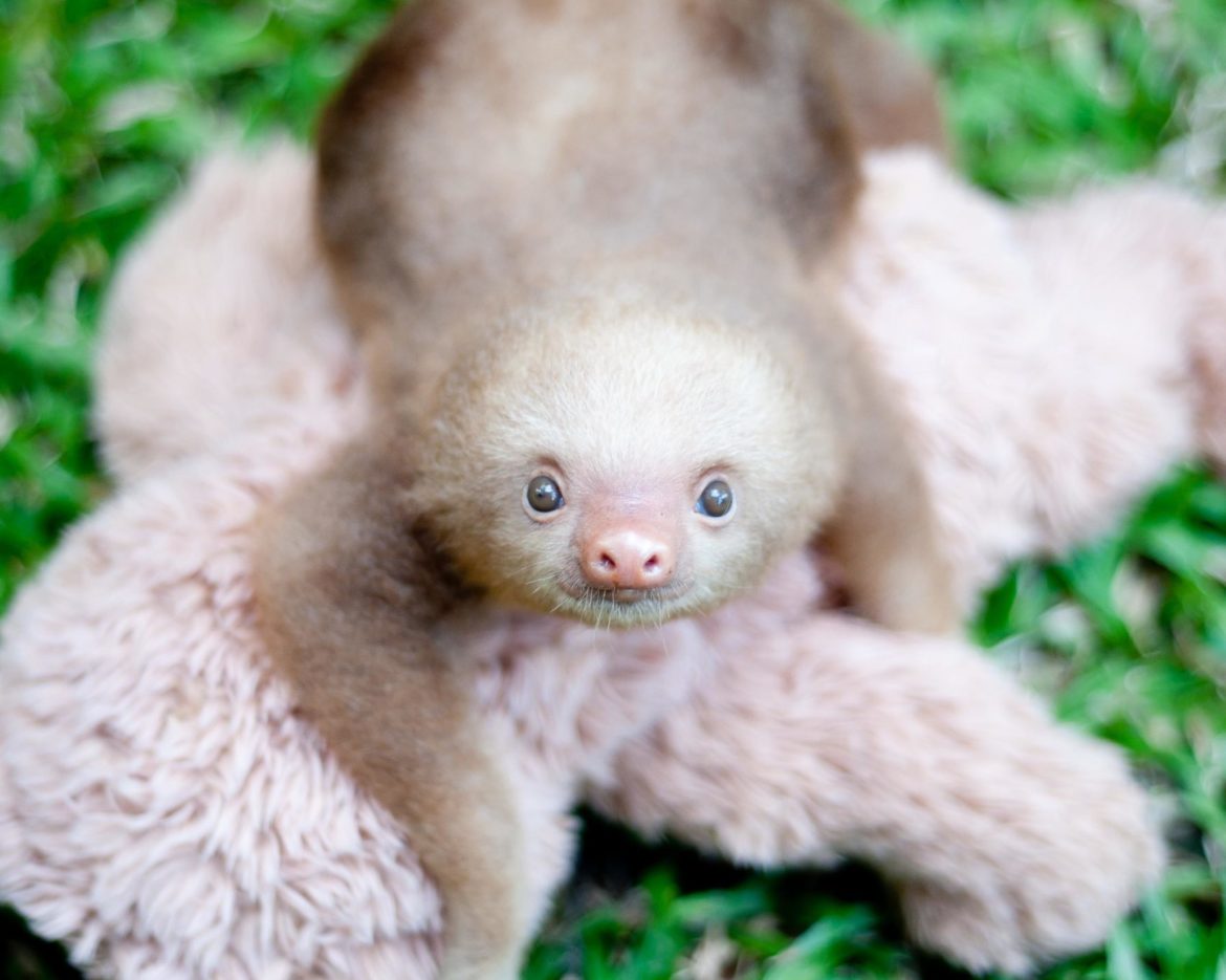 baby sloth