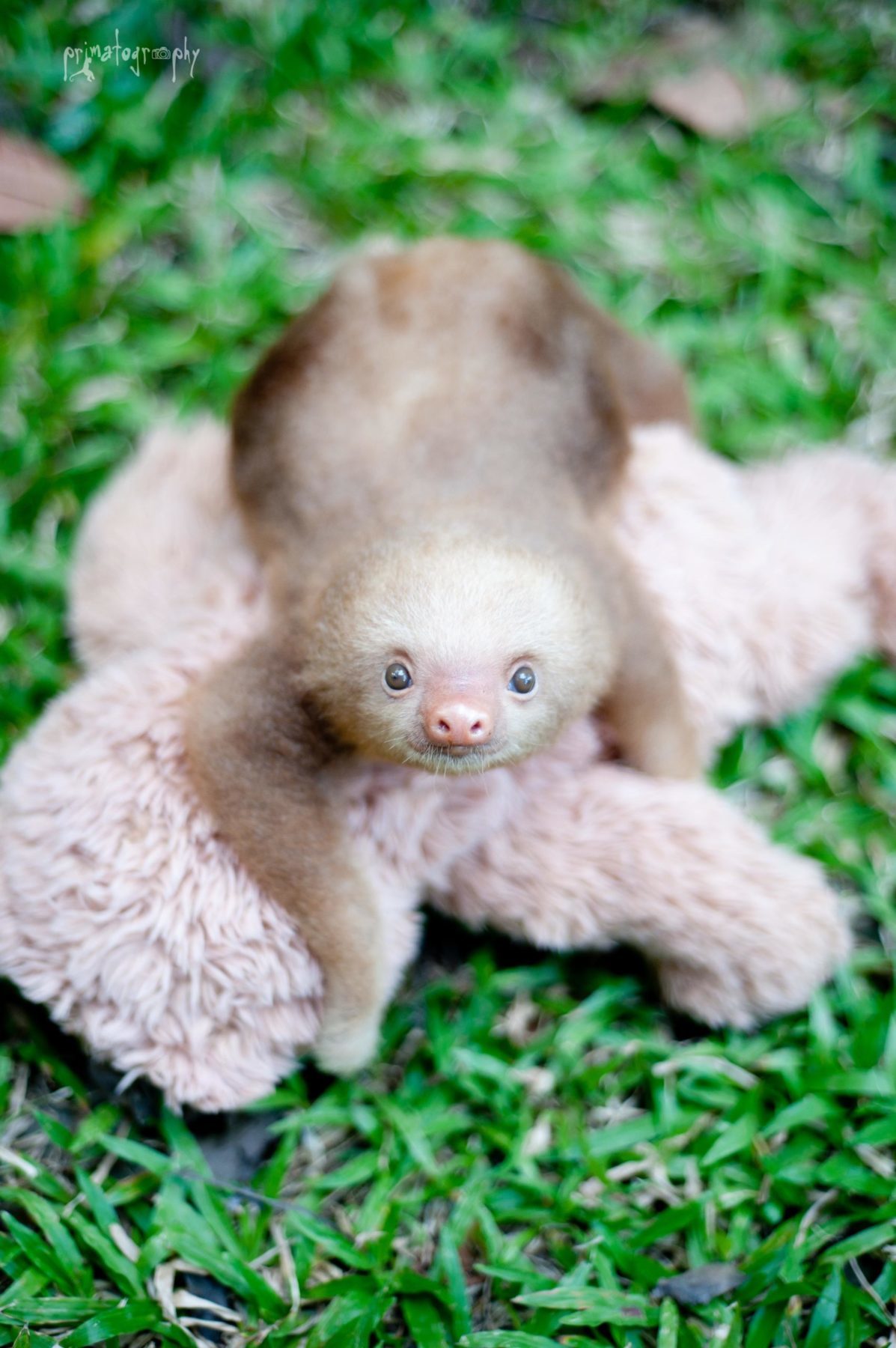 baby sloth