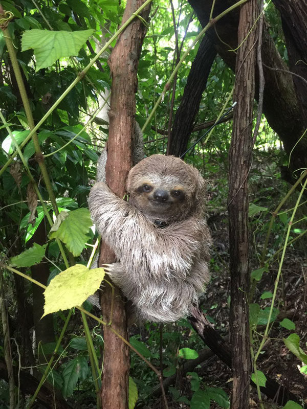 A wild sloth