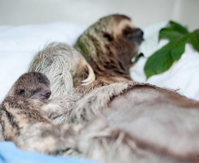 mom and baby two days later