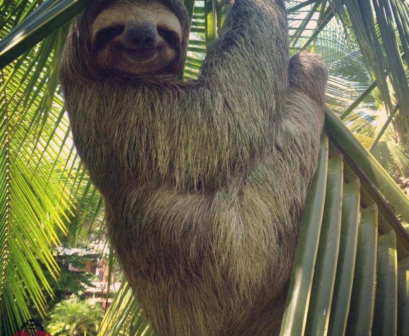 wild sloths
