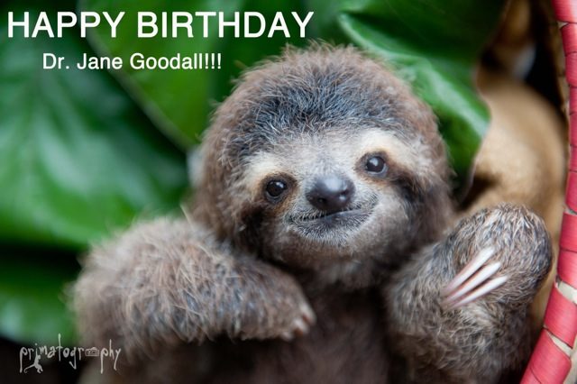 Happy Birthday Dr Jane Goodall