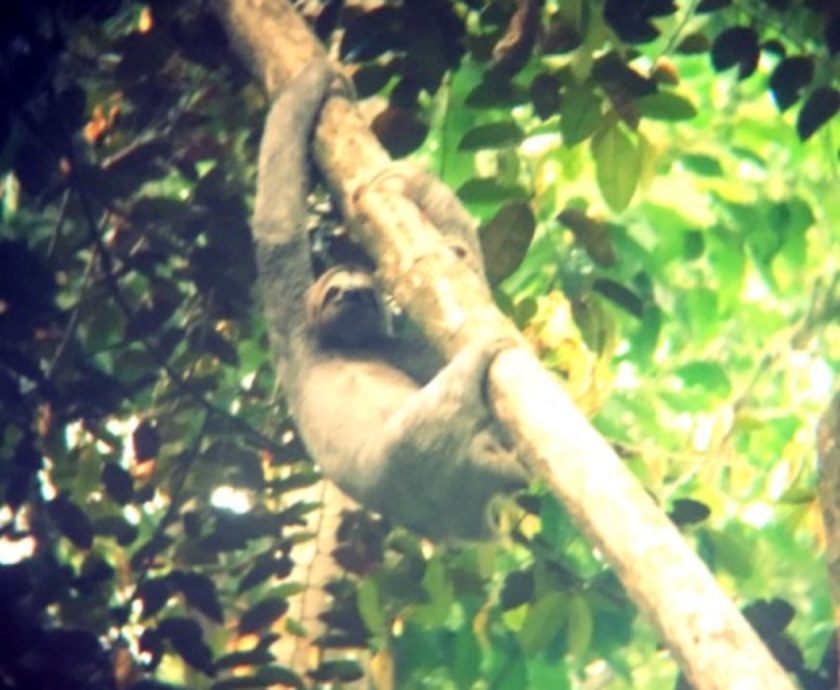 Sloth at Tulemar