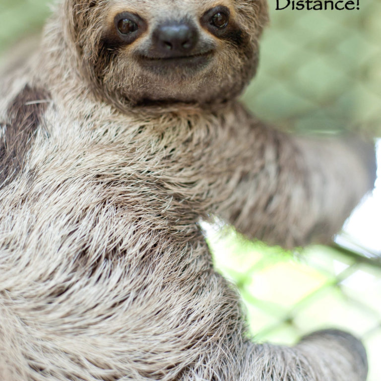 Love Sloths…Keep Your Distance
