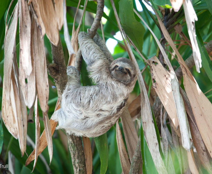 Female 3 toed sloth