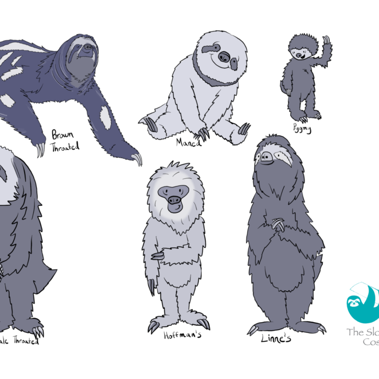 Sloth Types