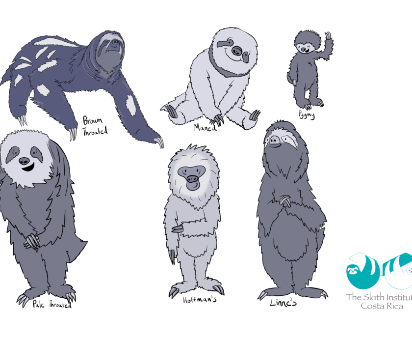 Sloth Types