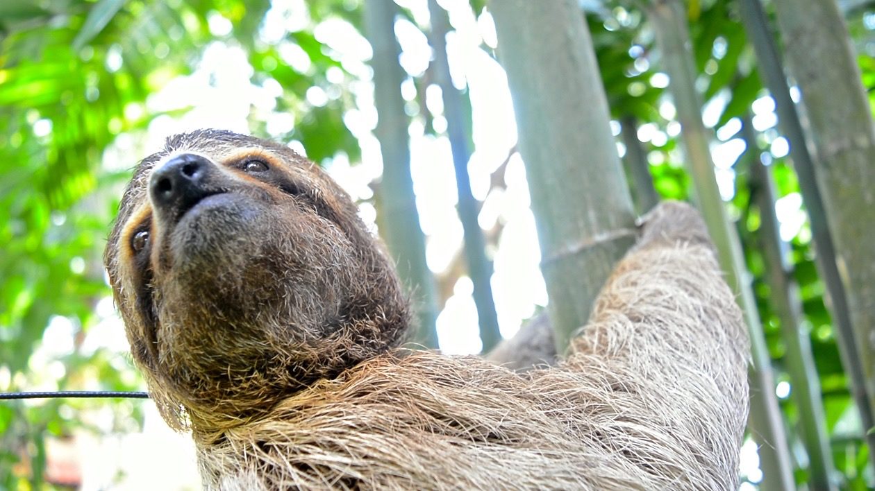 Wild Sloth with Tracking Collar