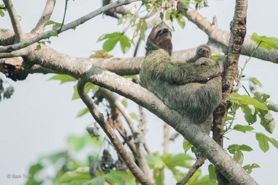 Mom and baby sloth reunited
