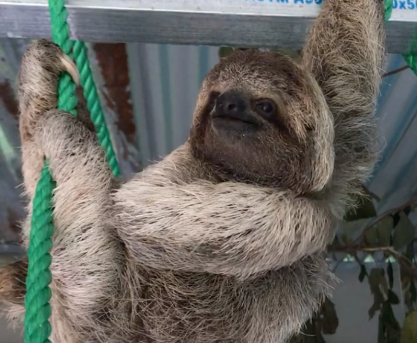 Screen Shot 2018-07-05 at 3.24.16 PM