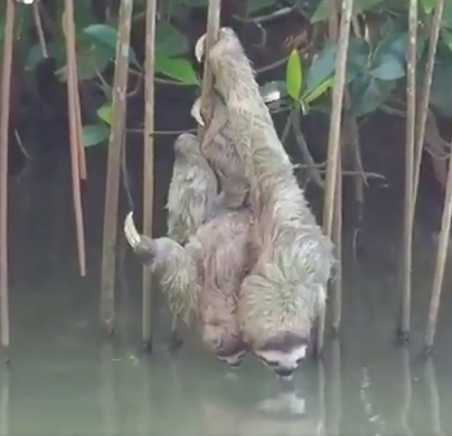 Screen Shot 2018-07-05 at 3.30.11 PM