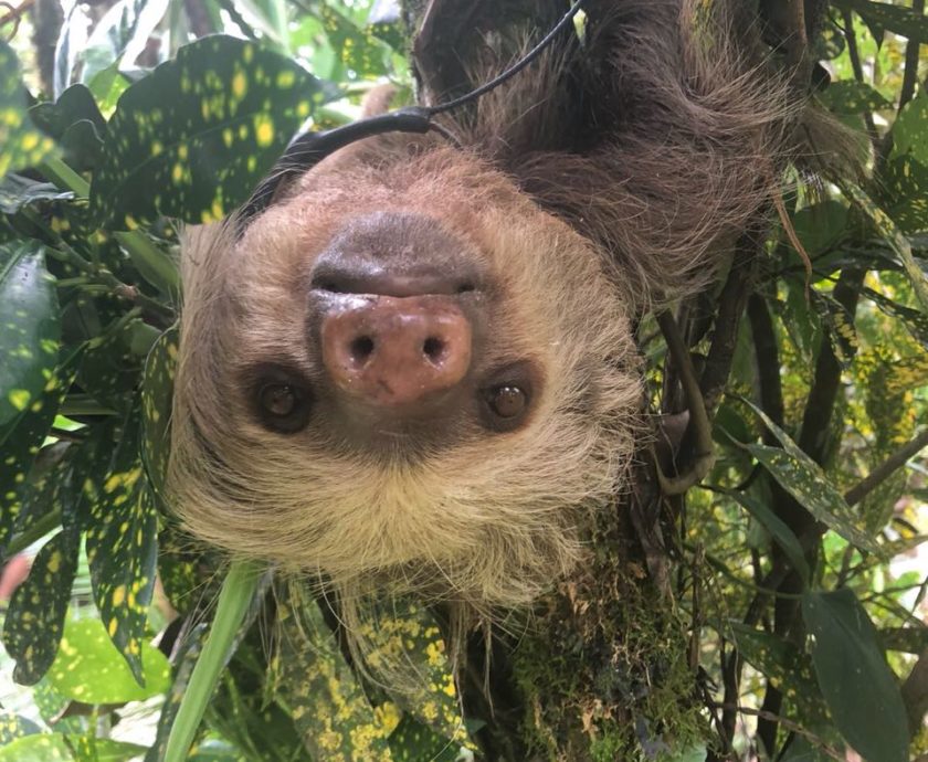 Socorro, a one armed sloth