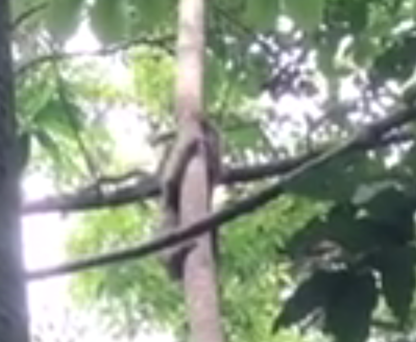 Screen Shot 2018-08-21 at 3.02.11 PM