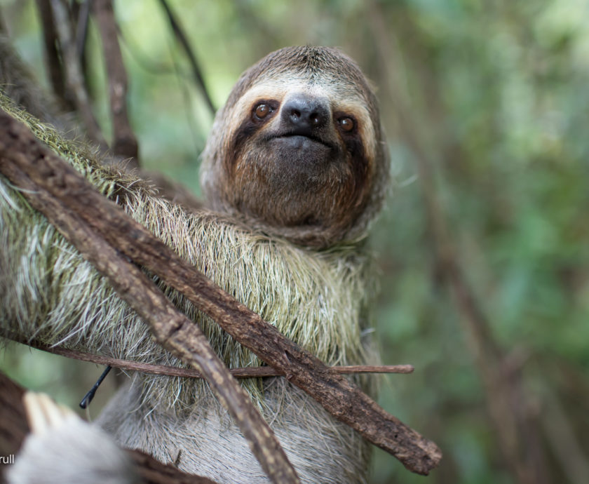 Wild and Free Tarzan