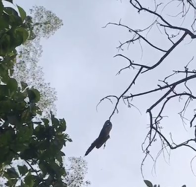 Screen Shot 2018-10-13 at 2.59.21 PM