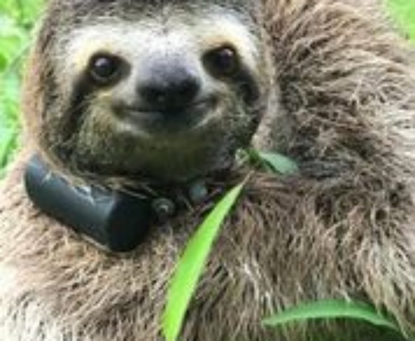 Lumiere wearing his tracking collar