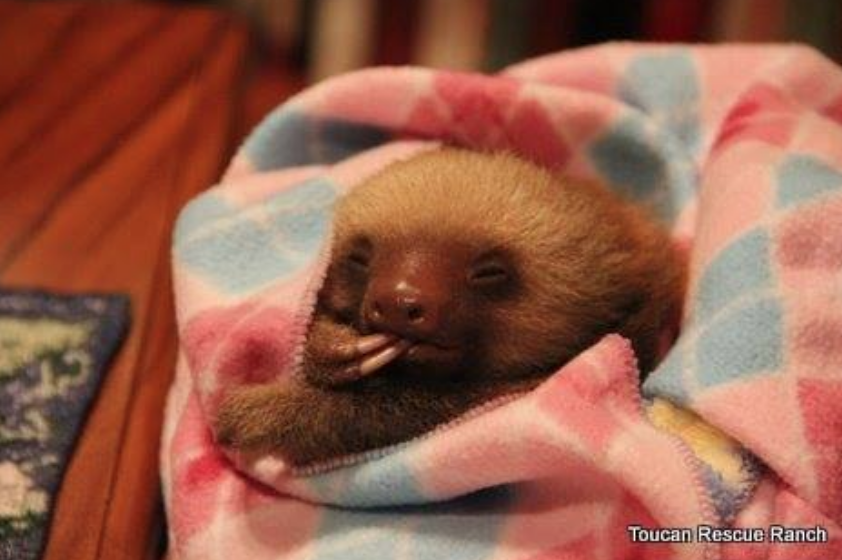 Screen Shot 2019-01-12 at 4.55.49 PM