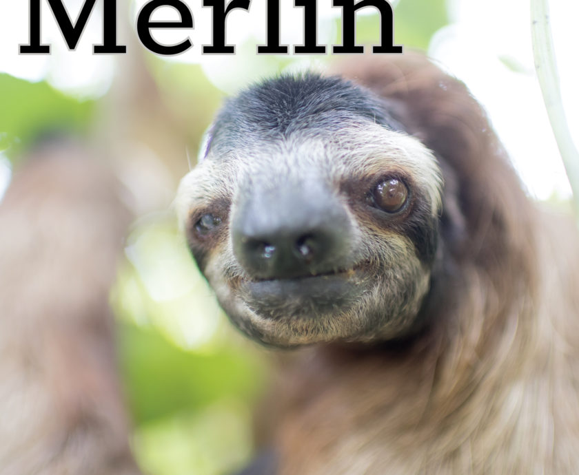 Merlin_new
