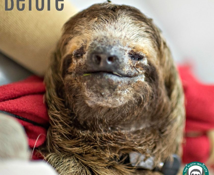 Merlin the sloth with a severe fungal infection was saved by Monster's WiSH lab
