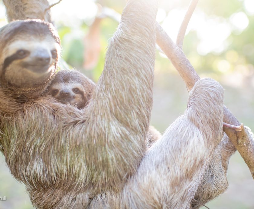 dumbo and jumbo in the sun