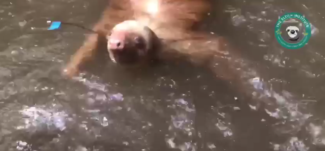 Screen Shot 2019-07-13 at 3.09.12 PM