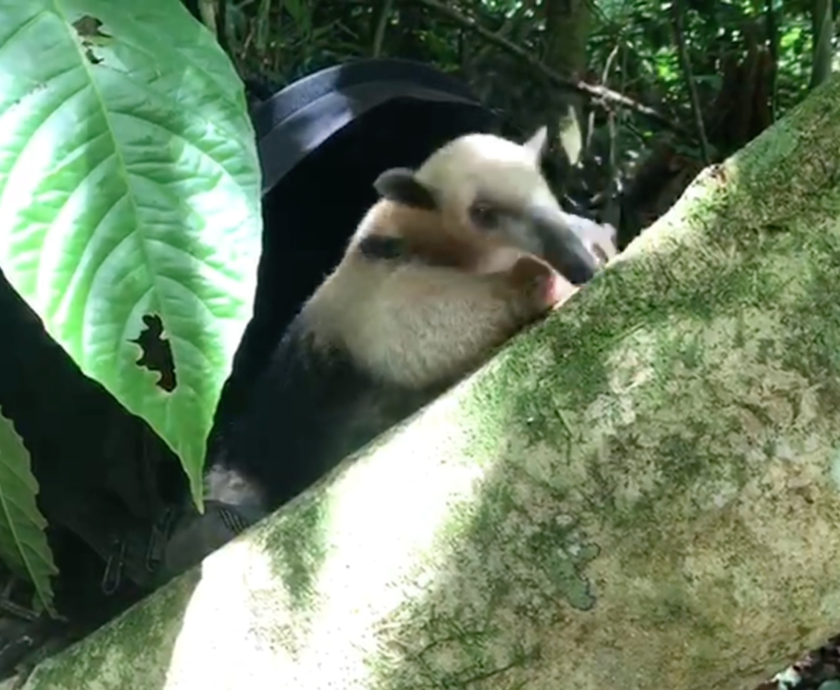 Screen Shot 2019-07-23 at 12.55.13 PM