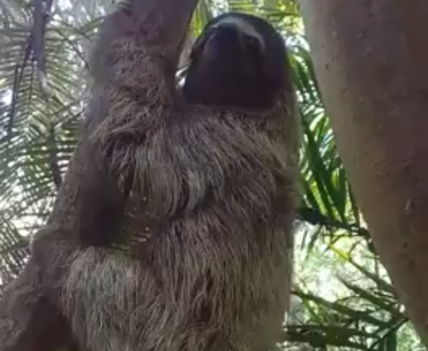 Screen Shot 2019-09-26 at 11.30.58 AM