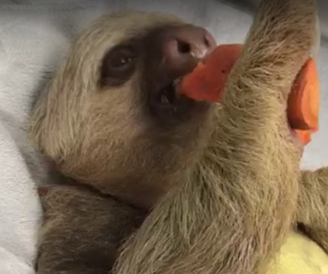 Screen Shot 2019-12-03 at 11.34.53 AM