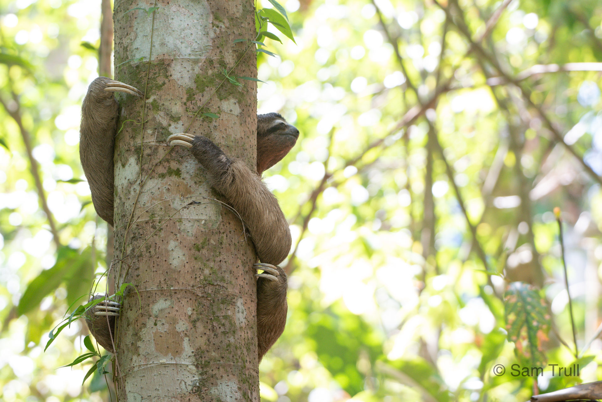 Alan the sloth holding onto a tree