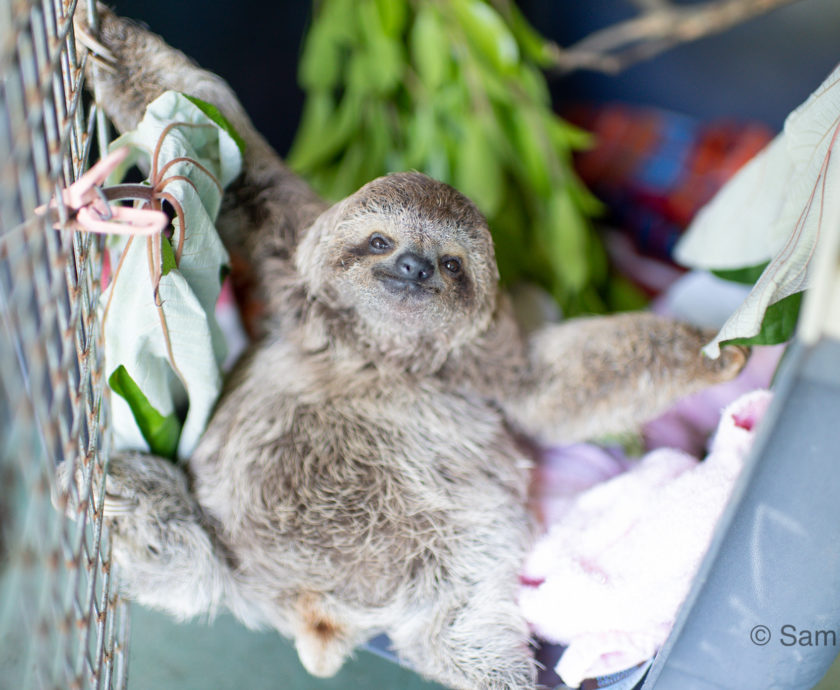 Charlie the three fingered sloth climbing