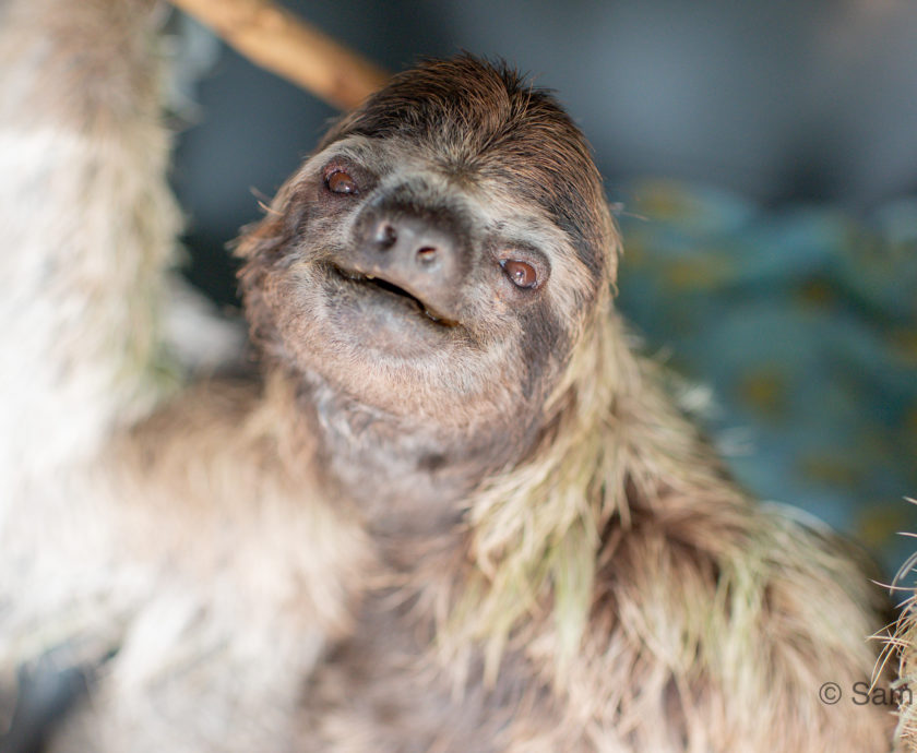 Mildred the three-fingered sloth