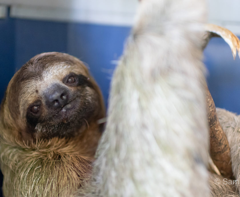 Professor Archimedes the 3-fingered sloth
