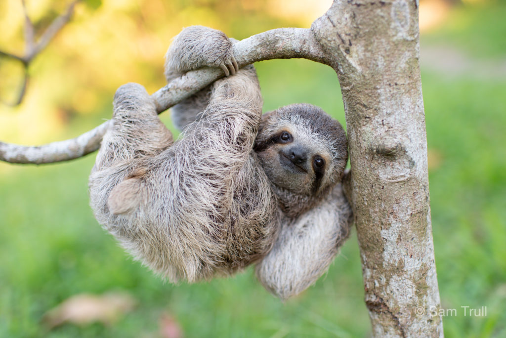 Ron the sloth in a tree