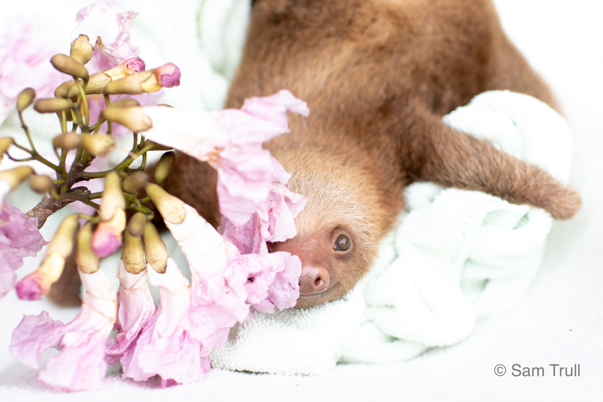 Lizzo with Pink Trumpet Flowers