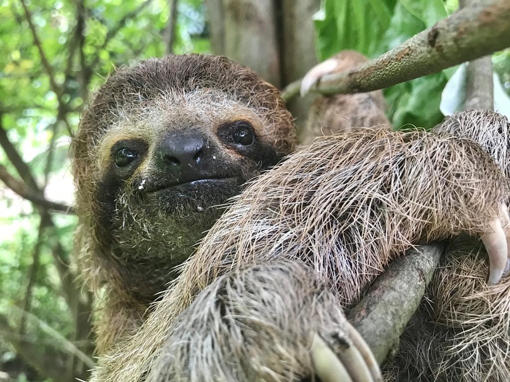 tammy adopt profile pic