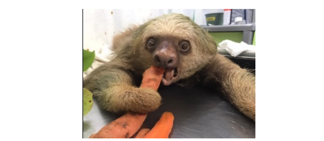 Screen-Shot-2021-06-19-at-7.09.41-PM