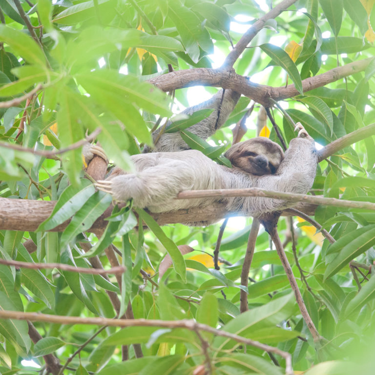 sloth resting in a tree looking relaxed
