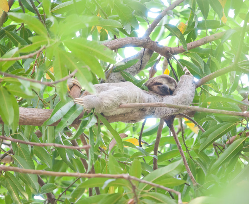 sloth resting in a tree looking relaxed